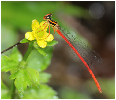 Calicnemia eximia mâle