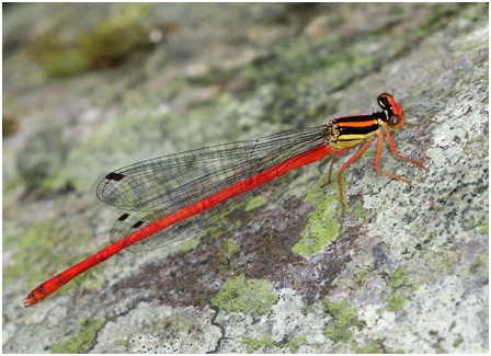 Calicnemia eximia mâle