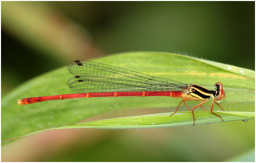 Calicnemia eximia mâle