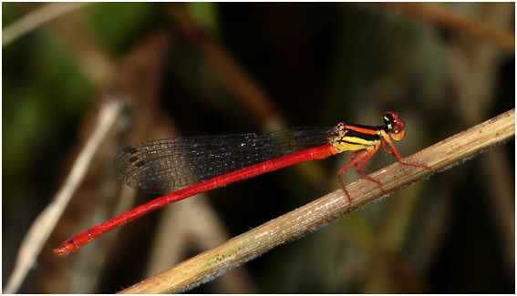 Calicnemia eximia mâle