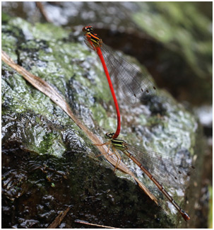 Calicnemia eximia tandem