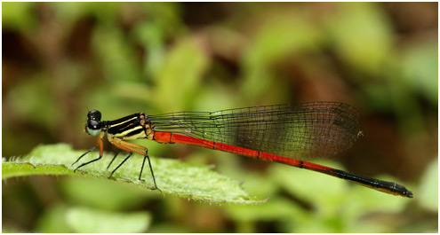 Calicnemia soccifera mâle