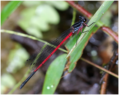 Calicnemia soccifera mâle