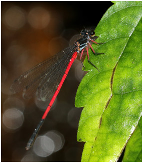 Calicnemia soccifera mâle