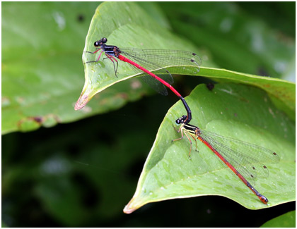 Calicnemia soccifera tandem