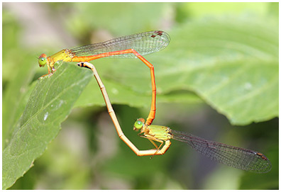 Ceriagrion auranticum accouplement