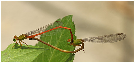 Ceriagrion auranticum accouplement