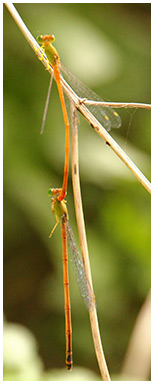 Ceriagrion auranticum accouplement