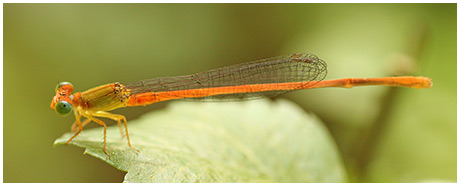 Ceriagrion auranticum mâle