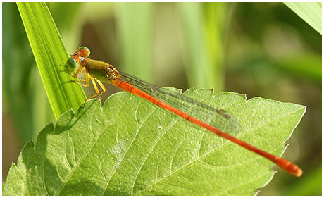 Ceriagrion auranticum mâle