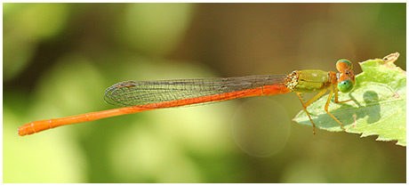 Ceriagrion auranticum mâle