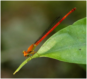 Ceriagrion bellona mâle