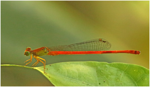 Ceriagrion bellona mâle