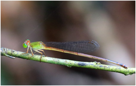 Ceriagrion bellona femelle