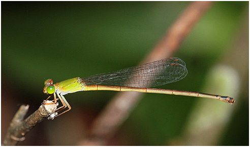 Ceriagrion bellona femelle