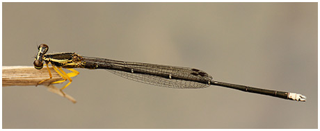 Copera marginipes mâle