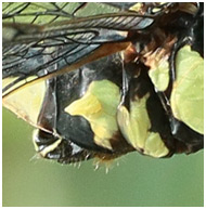 Gomphidia kruegeri, auricule