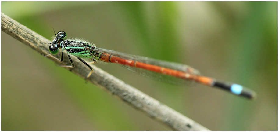 Ischnura rufostigma mâle