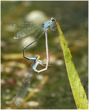 Paracercion calamorum accouplement