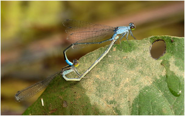 Paracercion calamorum accouplement